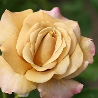 Rose Grandiflora Honey Dijon