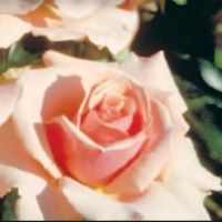 Rose Grandiflora Tournament of
Roses