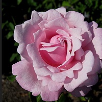 Rose Hybrid Tea Memorial Day