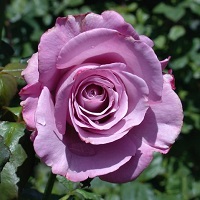 Rose Hybrid Tea Neptune