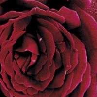 Rose Hybrid Tea Oklahoma