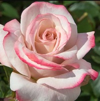 Rose Hybrid Tea Pinkerbelle