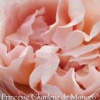 Rose Hybrid Tea Princess Charlene
of Monaco