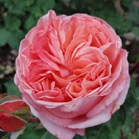 Rose Hybrid Tea Sweet Mademoiselle