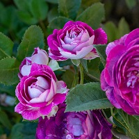 Rose Shrub Cosmic Clouds