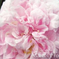 Rose Shrub Martin Frobisher