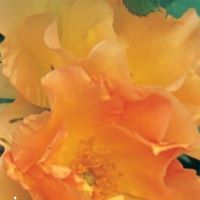 Rose Shrub Morden Sunrise