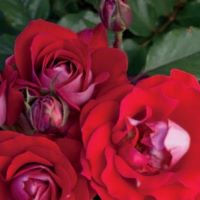 Rose Shrub Take it Easy