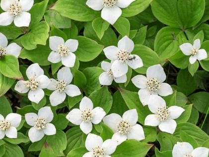 Cornus canadensis