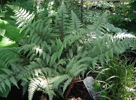 Japanese Painted Fern Ghost