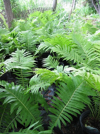 Ostrich Fern