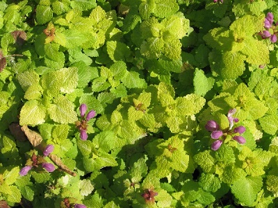 Lamium