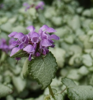 Lamium