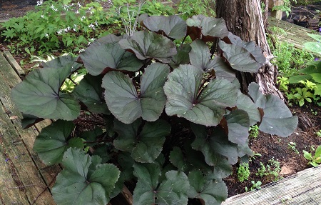 Ligularia