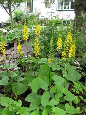 Ligularia