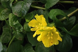 Lysimachia