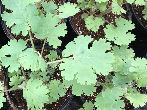 Macleaya