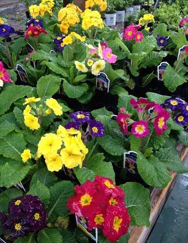 Made in the Shade Perennials