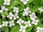 Cornus canadensis