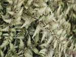 Athyrium niponicum Godzilla