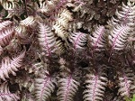 Athyrium pictum Burgundy Lace