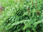 Osmunda regalis Spectabilis
