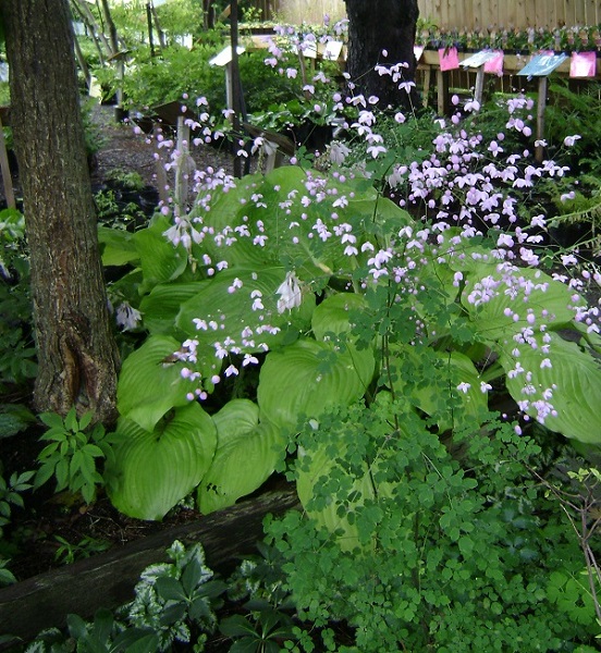 Thalictrum