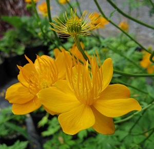 Trollius