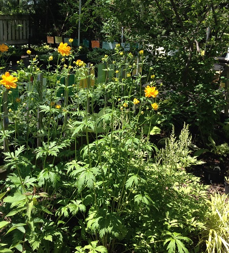 Trollius