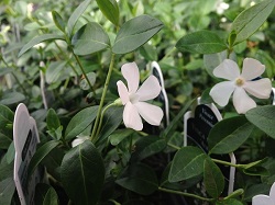 Vinca