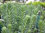 Sedum Blue Spruce