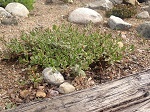 Sedum Tricolor