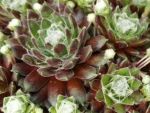 Sempervivium arachnoid