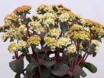 Sedum Banana Split