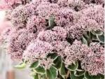 Sedum La Vie en Rose