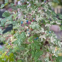 Ampelopsis brevipedunculata