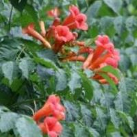Campsis radicans