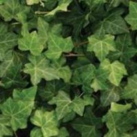 Hedera baltica