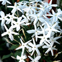 Jasmine officianale zone 8