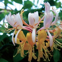 Lonicera semp. Gold Flame