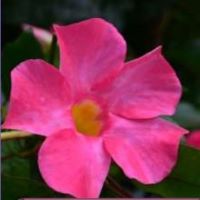 Dipladenia Pink