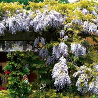 Wisteria macrostachya Blue Moon