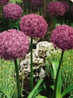 Allium Globemaster