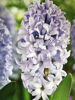 Hyacinth Caribbean Dream