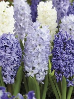 Hyacinth Seabreeze mix