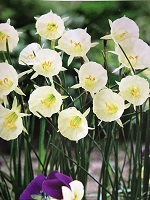 Narcissus Arctic Bells