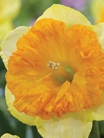 Narcissus Bright Corsage