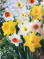 Narcissus Fragrant Mix