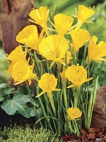 Narcissus Golden Bells