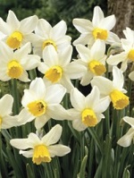 Narcissus Jack Snipe